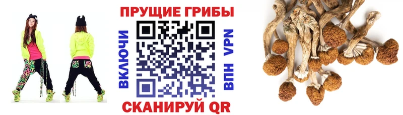 Галлюциногенные грибы GOLDEN TEACHER  что такое   Балашов 